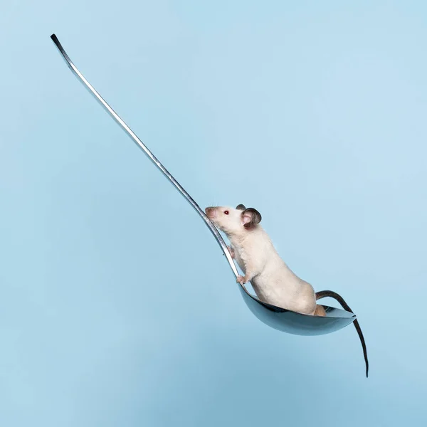 Eine Kleine Süße Siamesische Maus Klettert Auf Einem Suppenlöffel Vor — Stockfoto