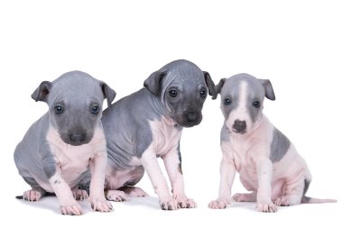 Beyaz arka planda izole edilmiş üç Amerikan Kılsız Teriyer yavrusu.