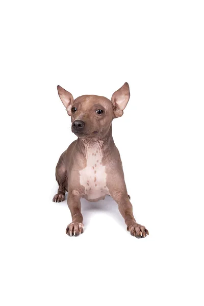 American Hairless Terrier Dog Isolated White Background — Stock Photo, Image