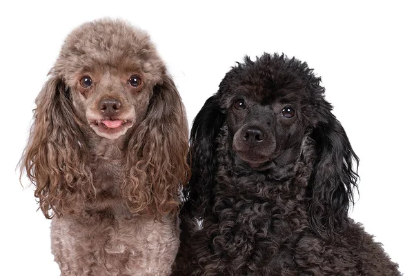 Two Toy Poodle Dogs Brown Black Sitting Together Isolated White — Stock Photo, Image