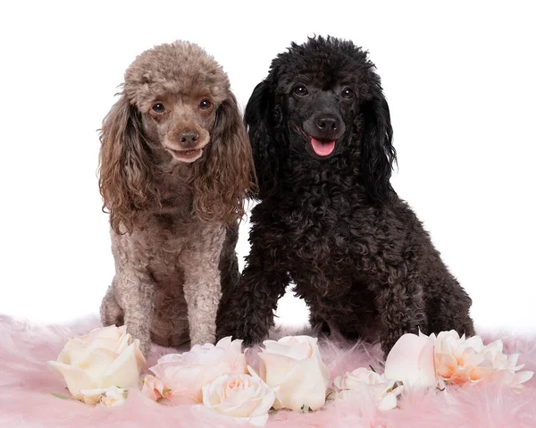 Two Toy Poodle Dogs Brown Black Sitting Pink Fur Flowers — Stock Photo, Image