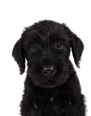 Şirin dev Schnauzer köpek yavrusu yalnız başına oturuyor.