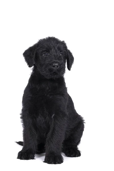 Cute Giant Schnauzer Puppy Sitting Looking Away Isolated — Stock Photo, Image