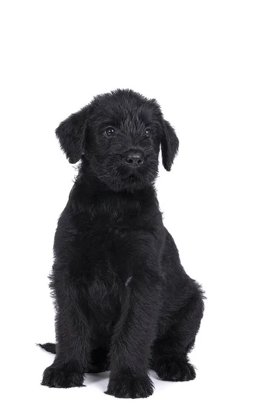 Bonito Cachorro Schnauzer Gigante Sentado Olhando Para Longe Isolado — Fotografia de Stock