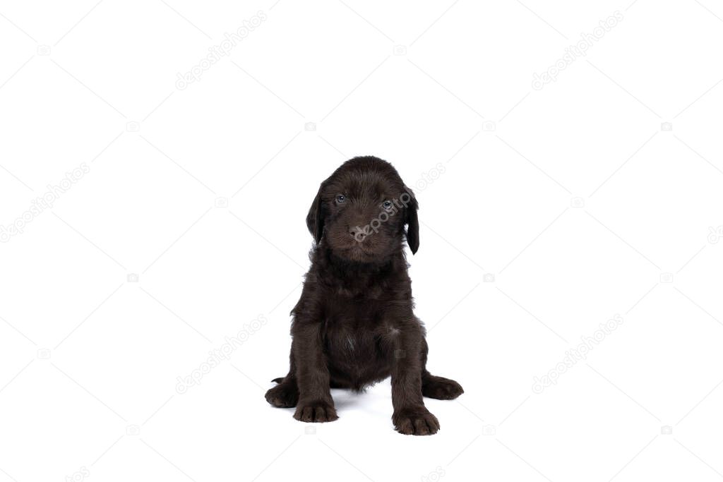 a Czech pointer dog or Bohemian wire dog named Cesky fousek eight - week puppy isolated on white