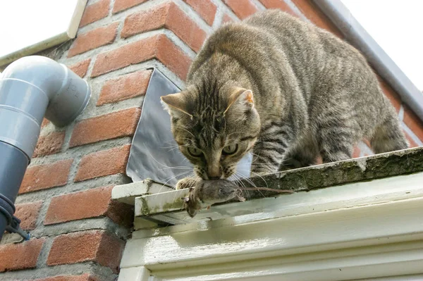 Μια Γκρίζα Γάτα Κυνηγά Ένα Ποντίκι Και Σκοτώνει Μια Στέγη — Φωτογραφία Αρχείου