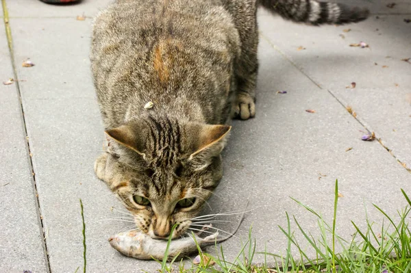 Grey Tabby Cat Hunting Mouse Killing Garden — Stock Photo, Image