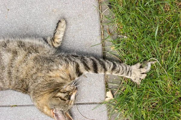 Сірий Таббі Кіт Полює Мишу Вбиває Саду — стокове фото