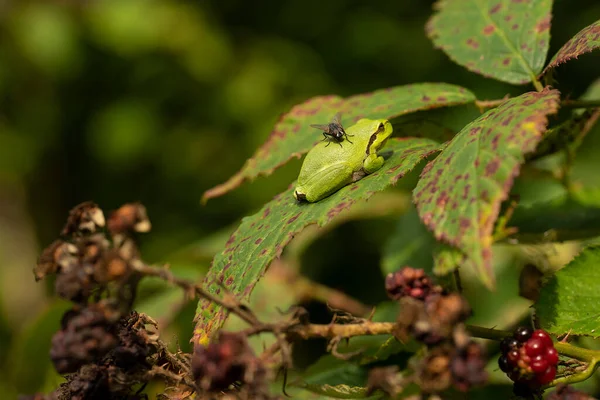 Uma Árvore Europeia Com Uma Mosca Nas Costas Descansando Uma — Fotografia de Stock