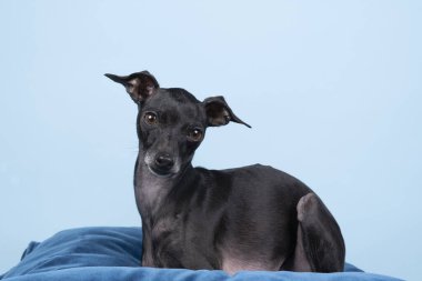 Kahverengi bir İtalyan tazı köpeği mavi bir yastıkta, mavi bir arka planda yatıyor.