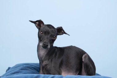 A brown Italian greyhound dog  lying on a blue pillow against a blue background clipart
