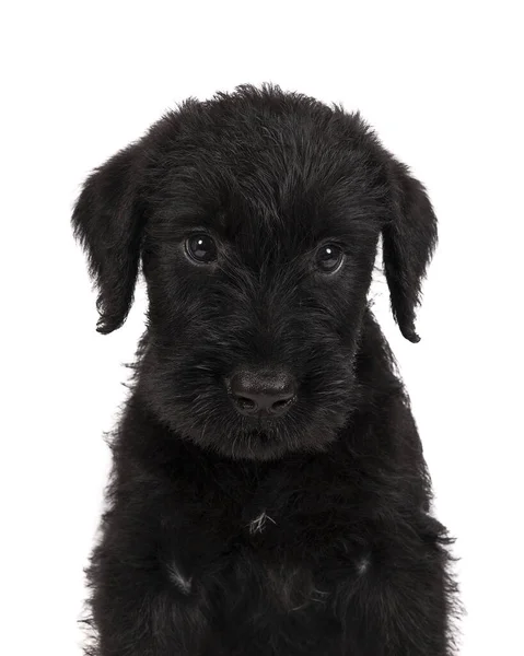 Cute Giant Schnauzer Puppy Sitting Looking Away Isolated White Background — Stock Photo, Image