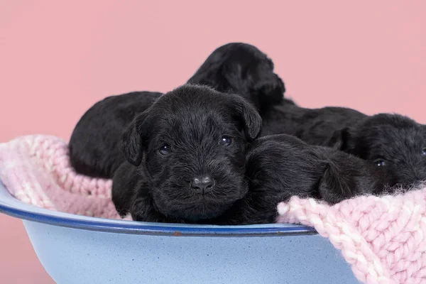 Four Cute Miniature Schnauzer puppies sitting and lying together in a blue bowl isolated on a pink background
