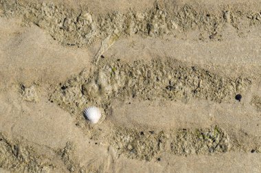 Islak bir sahil ve küçük dalgalar ya da kumdaki dalgalar kabuklu ve sarı kumlu ve kopyalayıcı uzay