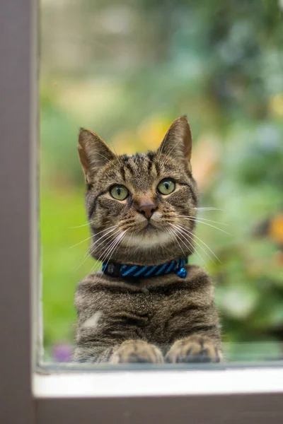 Grå Katt Som Tittar Genom Ett Fönster Och Tigger Att — Stockfoto