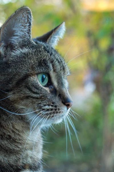 Porträtt Grå Tabby Katt Sett Från Sidan Närbild — Stockfoto