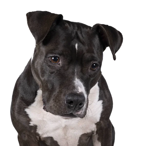 茶色のアメリカン スタッフォードシャー テリア Amstaff の肖像画が座っている 完璧な筋肉質の体と美しい顔の休息を持つアメリカのスタッフォード犬 — ストック写真