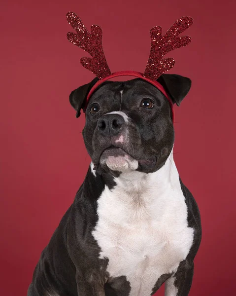 Portrait of brown American Staffordshire terrier (amstaff) sitting with a Rudolph the rednosed reindeer diadem against a red background. American Stafford dog with perfect muscular body and beautiful face resting