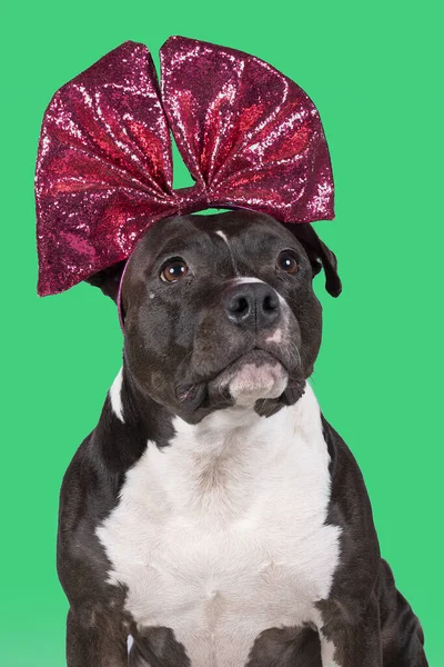 Portrait of brown American Staffordshire terrier (amstaff) sitting with a bow diadem on her head. American Stafford dog with perfect muscular body and beautiful face resting