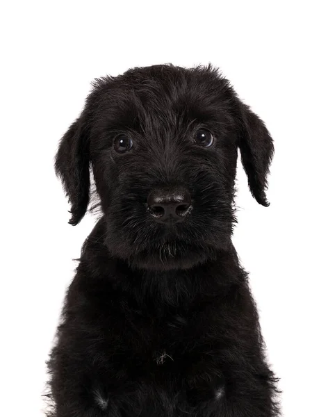 Cute Giant Schnauzer Puppy Sitting Looking Away Isolated White Background — Stock Photo, Image