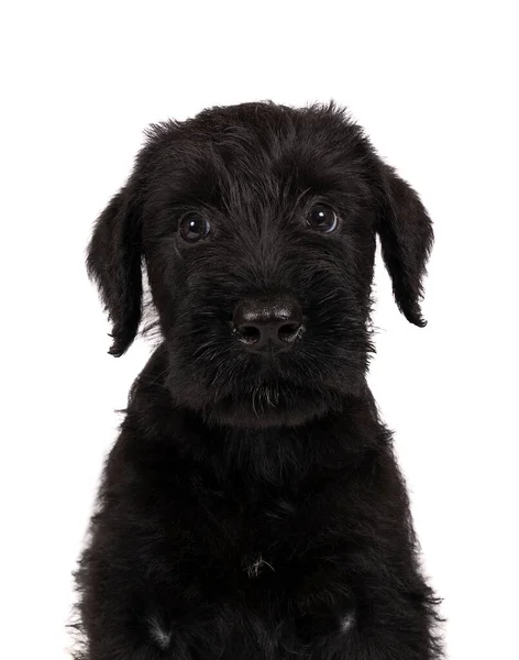 Ένα Χαριτωμένο Κουτάβι Giant Schnauzer Κάθεται Κοιτάζοντας Μακριά Απομονωμένο Ένα — Φωτογραφία Αρχείου