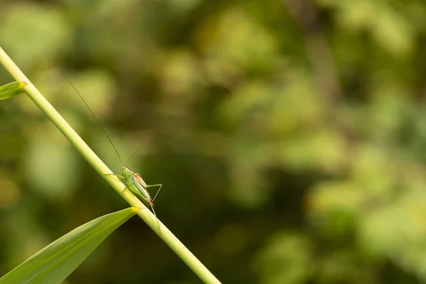 Een Groene Sprinkhaan Boskrekel Een Groen Blad Geïsoleerd Een Natuurlijke — Stockfoto