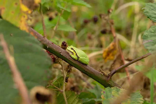 Een Europese Boomkikker Rustend Een Rode Groene Tak Van Een — Stockfoto