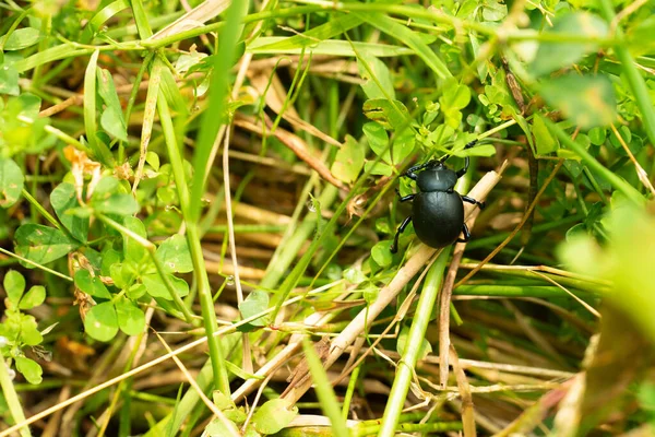 Besouro Esterco Atravessar Caminho Num Campo Relva — Fotografia de Stock