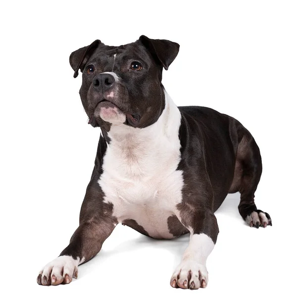 Портрет Коричневого Американского Ордширского Терьера Амстафа Лежит Американская Собака Stafford — стоковое фото