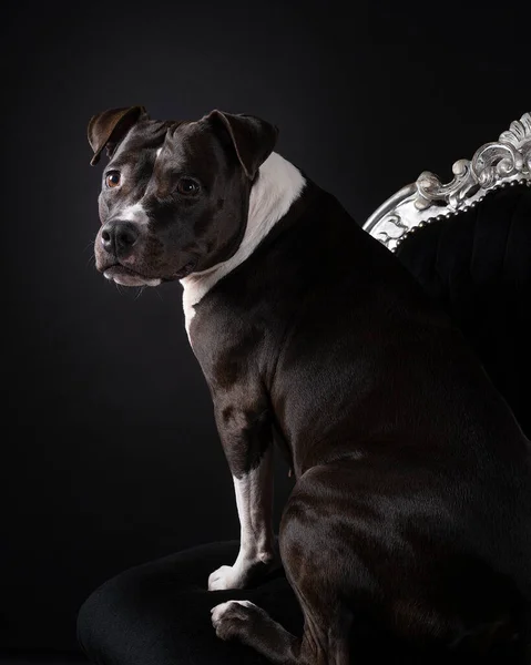 Retrato Staffordshire Terrier Americano Marrom Sentado Uma Cadeira Barroca Preta — Fotografia de Stock