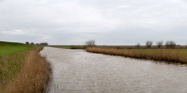 Hollanda 'daki Texel adasındaki kanalda bulutlu bir kış günü ağaçlar ve sazlıklar vardı.