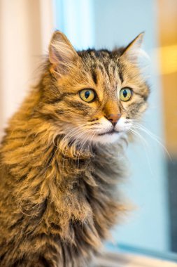 Gri ve kahverengi tekir bir kedinin portresi.