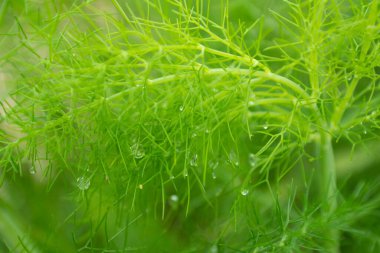 Çiğ taneli kuşkonmaz bitkisine yakın çekim