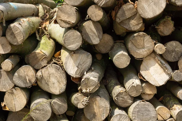 İşlenmeyi bekleyen kütük yığınları, yerel bir kereste fabrikasında, inşaat için kereste haline getiriliyor..