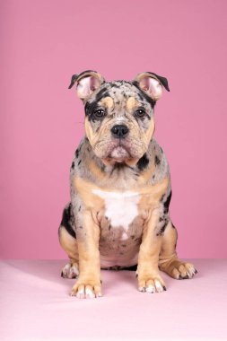 Pembe arka planda kameraya bakan sevimli, yaşlı bir İngiliz bulldog köpeğinin portresi.