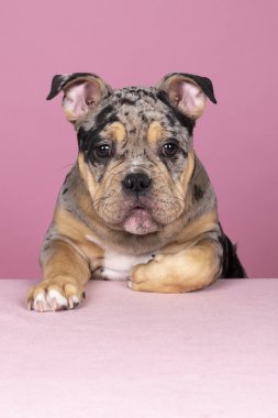 Masada pençeleri olan, pembe arka planda kameraya bakan sevimli, yaşlı bir İngiliz buldog köpeğinin portresi.