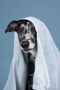 Siyah gri ve beyaz sallanan bir stüdyonun stüdyoları mavi havlunun altında saklanan karışık bir tazı ya da kamçı gibidir.