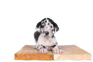 Dünyanın en büyük köpek yavrusu Büyük Danua ya da Alman Köpeği. Palyaço kürkü, beyaz ve siyah benekler.
