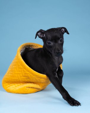 Siyah İtalyan tazı yavrusu mavi arka planda sarı bir sepette oturuyor.