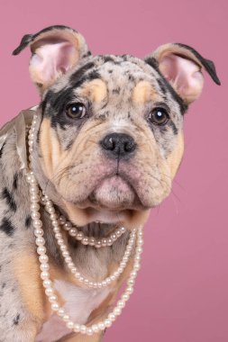 Pembe arka planda kameraya bakan incili şirin, yaşlı bir İngiliz bulldog köpeğinin portresi.