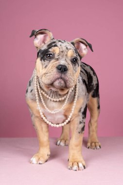 Pembe arka planda kameraya bakan incili şirin, yaşlı bir İngiliz bulldog köpeğinin portresi.