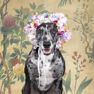 Stüdyoların ateş püskürüyor. Çiçekli duvar kâğıdının arka planına karşı çiçek şapkalı bir tazı kamçısı.