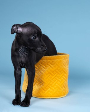 Siyah İtalyan tazı yavrusu mavi arka planda sarı bir sepette oturuyor.