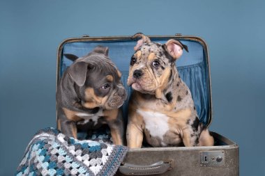 Mavi arka planda ekoseli bir çantada iki şirin buldog yavrusunun portresi.