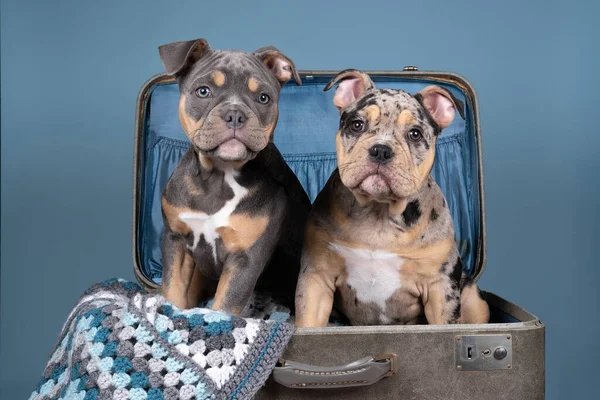 Portrait Two Cute Old English Bulldog Puppies Suitcase Plaid Blue — Stock Photo, Image