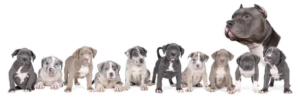 Panorama Group Purebred American Bully Bulldog Puppies Siblings Blue White — Stock Photo, Image