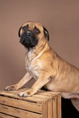 Bej bir arka planda izole edilmiş bir sandığın üzerinde duran boğa gibi sert bir köpek.