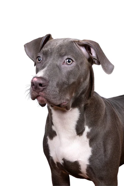 Retrato Cabeza Una Mujer Bully Bulldog Americana Raza Pura Con — Foto de Stock