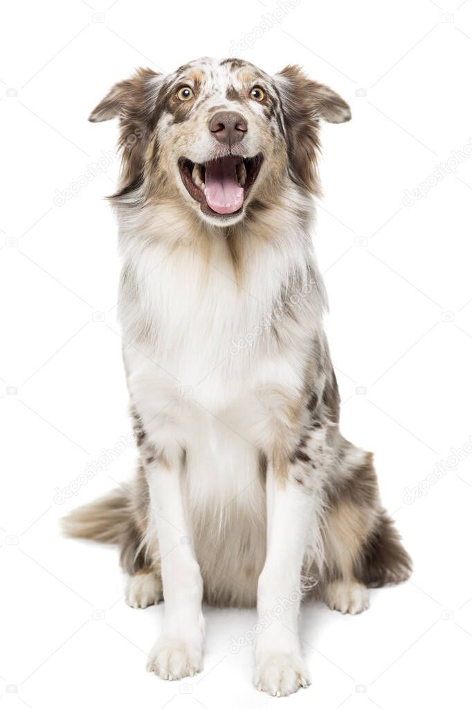 A Funny Australian Shepherd dog with a wide smile in white background