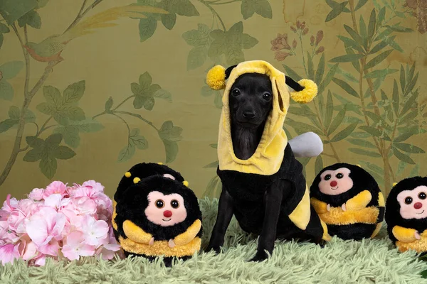 Small Black Italian Greyhound Dog Puppy Dressed Bee Standing Full — Stock Photo, Image